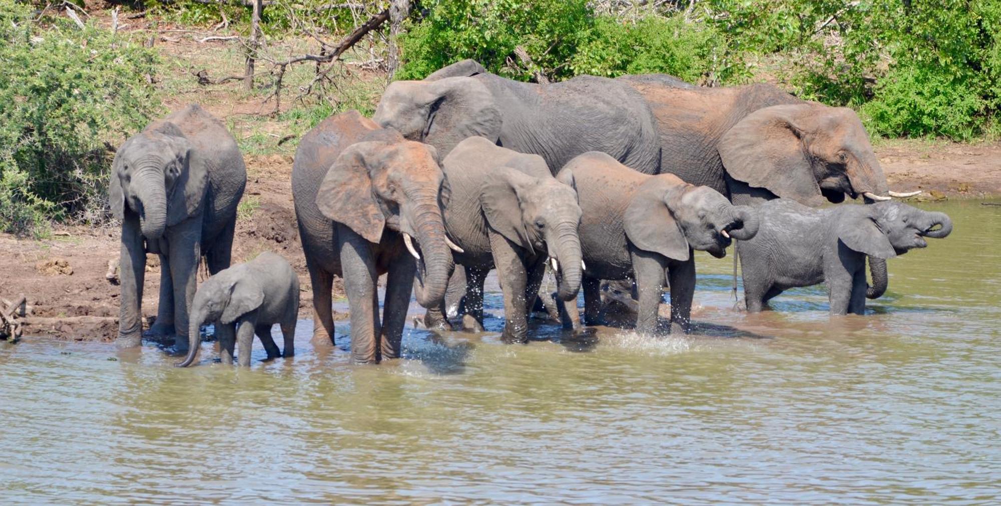 Kholiwe On Kruger Lodge & Safaris Марлот Парк Екстериор снимка