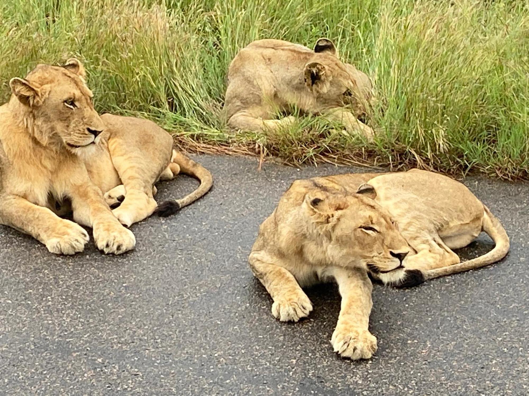 Kholiwe On Kruger Lodge & Safaris Марлот Парк Екстериор снимка