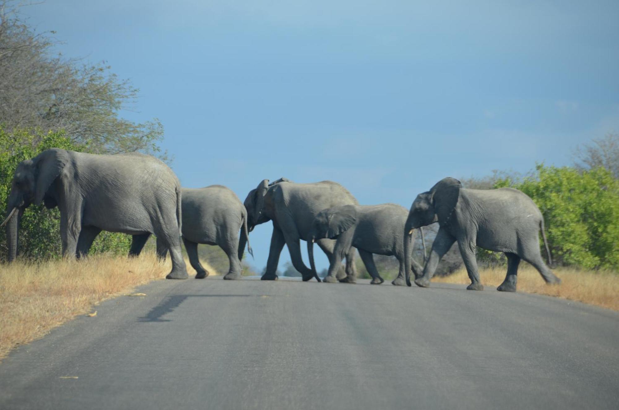 Kholiwe On Kruger Lodge & Safaris Марлот Парк Екстериор снимка