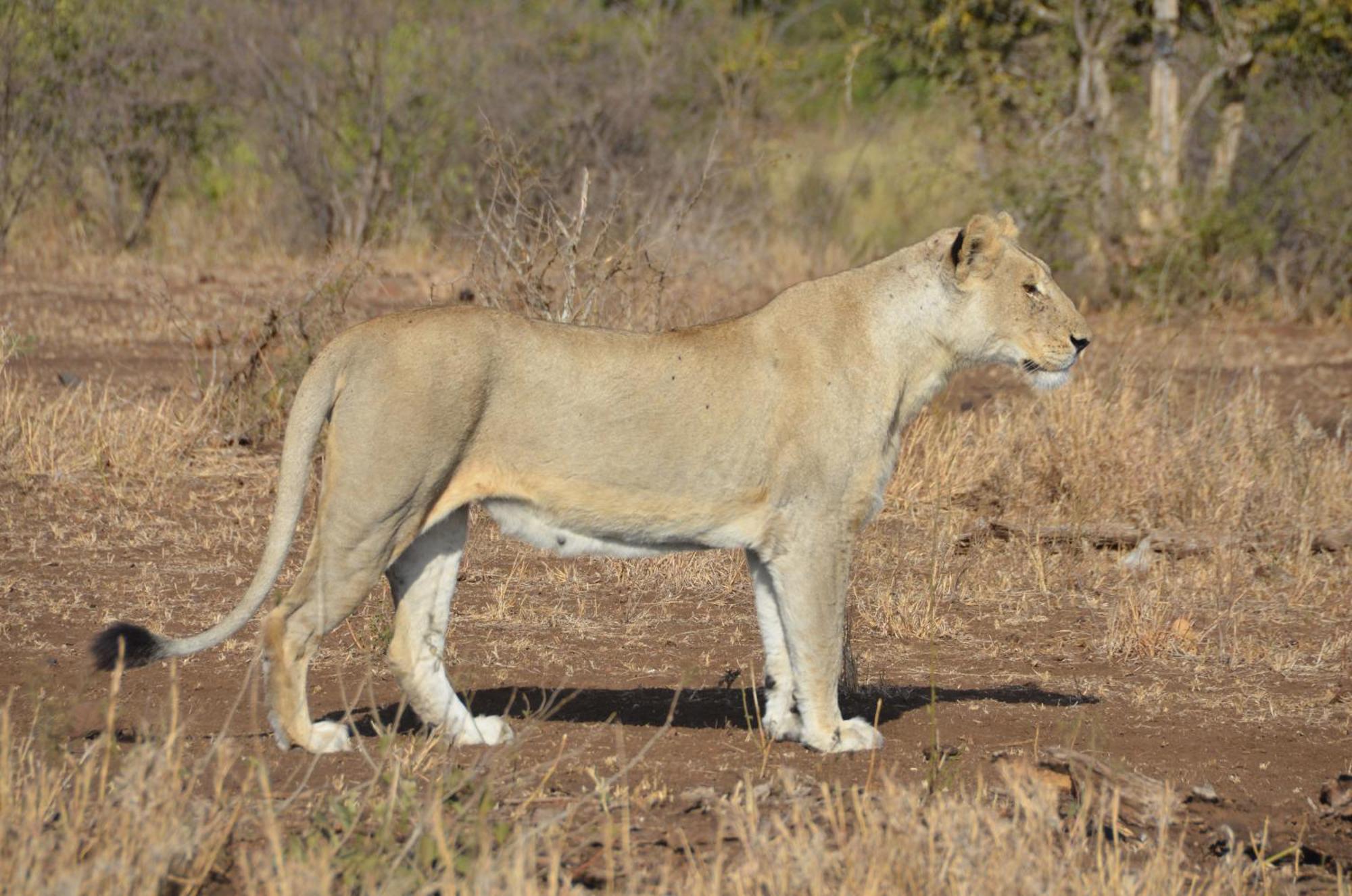 Kholiwe On Kruger Lodge & Safaris Марлот Парк Екстериор снимка