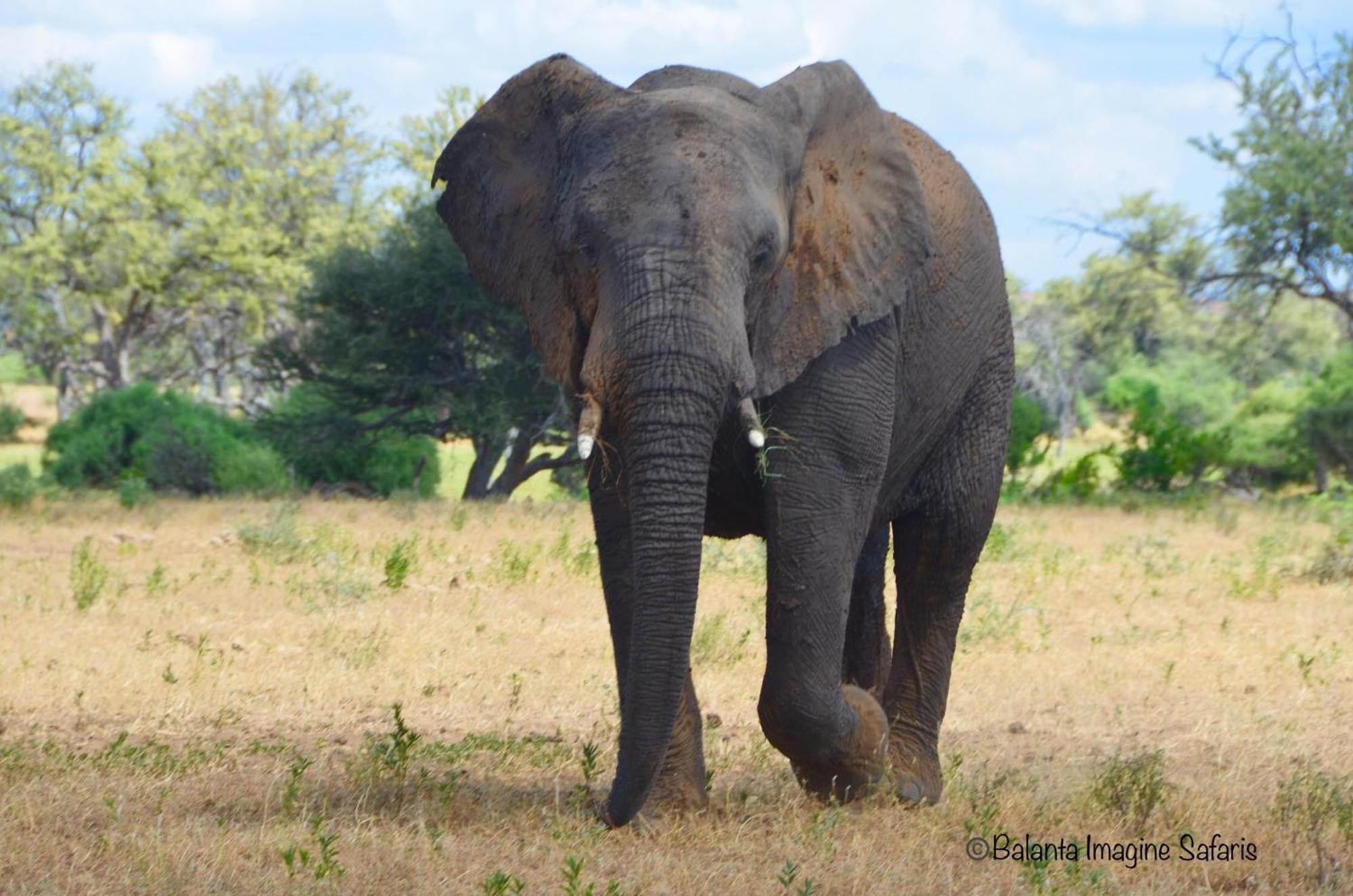 Kholiwe On Kruger Lodge & Safaris Марлот Парк Екстериор снимка